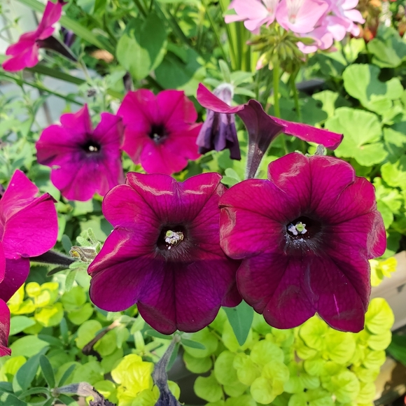 Welcome To My Closet - Picture 4 of 16